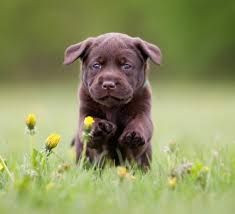 Lab puppies for sale in wisconsin under 300. Puppies For Sale Greenfield Puppies Find Your Perfect Puppy
