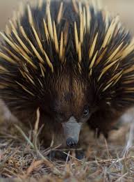 Echidna New South Whales By Burroblando Australian Native Animals Australian Animals Australia Animals