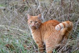 Male cats hump for many reasons. What Your Need To Know About Feline Sexual Behavior Lovetoknow