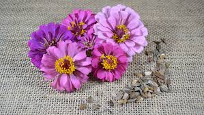 While walking around a local park you will often find different. Even In Wisconsin Even Now Gardening From Seeds Can Be Better