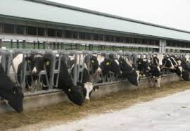 The city of fort morgan is home to approximately 11,000 residents in the eastern plains of colorado, about 80 miles northeast of denver. Animal Abuse Reported At Colorado Dairy Dairy Herd
