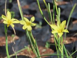 Image result for Moraea verdickii