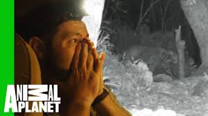 The zanzibar leopard (panthera pardus adersi) is an elusive and possibly extinct subspecies of leopard endemic to unguja island in the zanzibar archipelago, part of tanzania. Has The Extinct Zanzibar Leopard Been Found Once More Extinct Or Alive Youtube