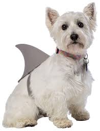 Rasta Imposta Sharknado Shark Fin Dog Costume