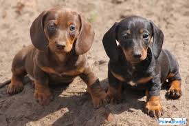 Image result for jezevčík hladkosrstý