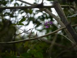 Image result for Dolichos trilobus