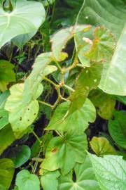 Image result for Ipomoea chloroneura