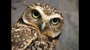 Buhos Y Lechuzas Owls Mundo Animal Para Ninos Birds Kingdom Youtube Una lechuza promedio alcanza una altura de 25 centímetros y una envergadura total de. buhos y lechuzas owls mundo animal para ninos birds kingdom