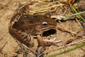 Image result for Lepidagathis eriocephala