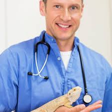 She is very up to date on research and studies with bearded dragons and i'm sure other. Finding A Veterinarian For Your Exotic Pet