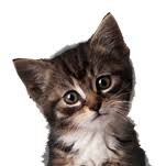 Adeprimo cat