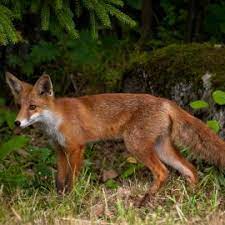 Kot im garten ist ein eindeutiges zeichen, dass tiere sich dort aufhalten oder durchstreichen. Wildtiere Im Garten Das Solltest Du Unbedingt Wissen Willkommen In Franks Kleinem Garten