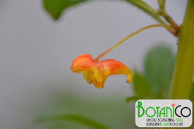 Image result for Impatiens gomphophylla