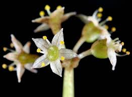 Image result for Hydrocotyle ranunculoides