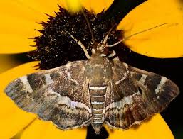 Larvae are hairless and are yellow or brownish green in colour. White Striped Brown Moth On Flower Hymenia Perspectalis Bugguide Net