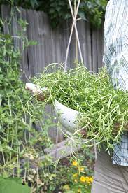 We did not find results for: How To Grow Thyme Kitchn