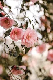 Free website themes & skins created by the stylish community on userstyles.org. Pink Flowers In Tilt Shift Lens Photo Free Flower Image On Unsplash
