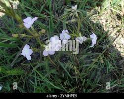 Image result for Cycnium tubulosum