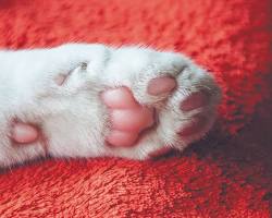 cat's paw padsの画像
