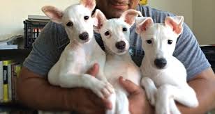 The ruff start rescue office in princeton, mn, is now open to the public by appointment only. Cocos Animal Welfare Adopt A Dog