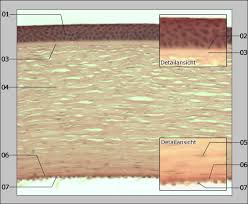Test ülserin bakteri, mantar veya virüs içerip içermediğini gösterecektir. Anatomie Des Menschen Ein Internetatlas Der Universitat Zu Koln