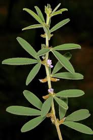 Image result for Ptycholobium contortum