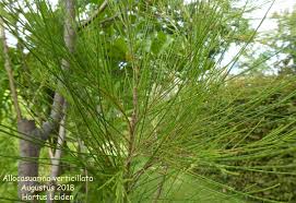 Image result for Casuarina verticillata
