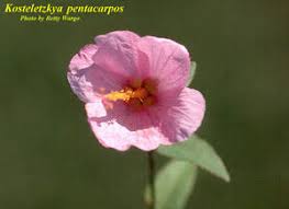 Image result for Kosteletzkya grantii