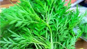 Banyak orang bingung membedakan antara daun selom dan daun seledri, hal ini dikarenakan keduanya memiliki tampilan fisik yang mirip. Khasiat Ulam Yang Pasti Buatkan Anda Rasa Nak Makan Setiap Hari