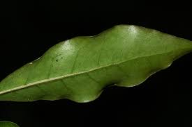 Image result for Coffea mufindiensis