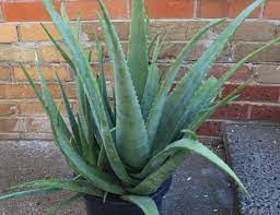 Purchase from london's top rated plant store today. Identifying And Growing Edible Aloe Vera Deep Green Permaculture