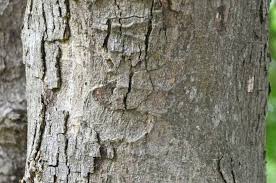 Image result for Cola natalensis