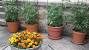 Bell Pepper Plants In Pots