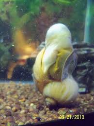 If the body of the snail is no longer inside the cell or if the snail hangs out of the shell and does not move, then the snail may have died. Apple Snail Has Huge Bubble In Flesh Aquariacentral Com