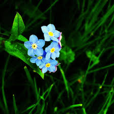 Flower aesthetic flowers photography nature photography pictures landscape nature aesthetic aesthetic pictures pretty. 10 Tips For Taking Stunning Iphone Photos Of Flowers