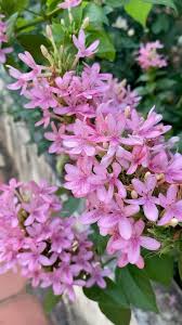 Image result for Ruspolia australis