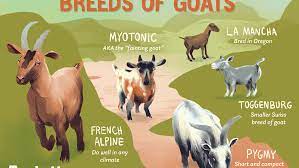 8 Types Of Goat Breeds