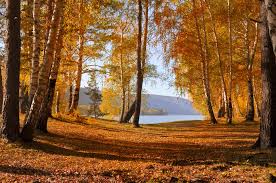 Since the only survivor of a passenger airplane accident. Autumn Forest Free Stock Photo Public Domain Pictures
