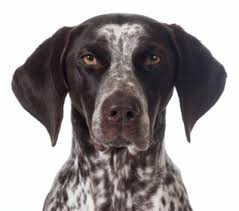 Maybe you would like to learn more about one of these? German Shorthaired Pointer Breed Facts And Information Petcoach