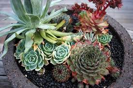 The second reason is dependent on what we call as areoles. Cacti Succulents Rain Chains Direct