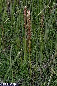 Image result for Triglochin