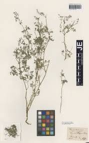 Image result for Agelanthus tanganyikae