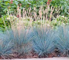 Blauschwingel Intense Blue Silber Dehner Garten Center Blauschwingel Garten Schluter Bodendecker