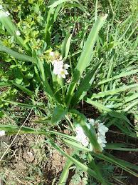 Image result for Chlorophytum gallabatense