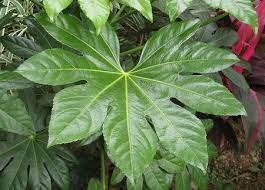 Piante da interno con fiore in primavera. Piante Da Appartamento Fatsia Japonica Pollicegreen