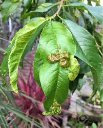It infects the leaves and shoots of peaches and nectarines. Peach Leaf Curl Is One Of The Most Common Diseases Affecting Stock Photo Picture And Royalty Free Image Image 116447094