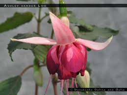 Find the latest van de velde (van.br) stock quote, history, news and other vital information to help you with your stock trading and investing. Ashley Vander Loo Fuchsiafinder