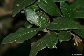 Image result for Burchellia