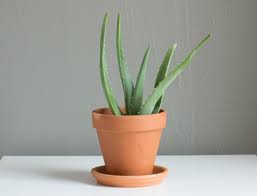 Do aloe veras like full sun, part sun, part shade? How To Grow Aloe Vera General Aloe Vera Planting Care Tips