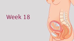 18 Weeks Pregnant All You Need To Know Tommy S